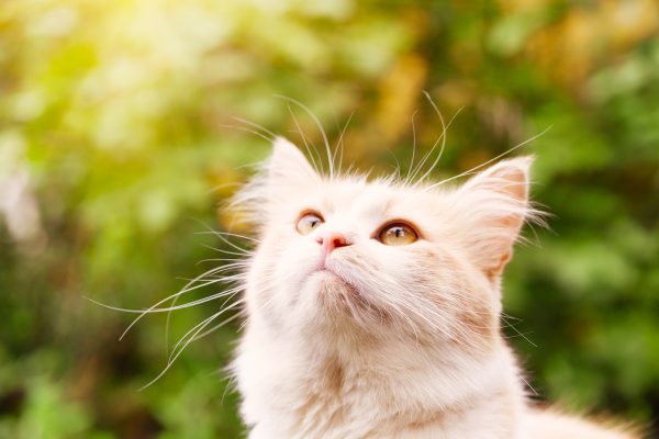 Red cat on green natural background Red cat on green natural background